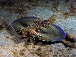 Flying Gurnard Wingspan by Zaid Fadul 